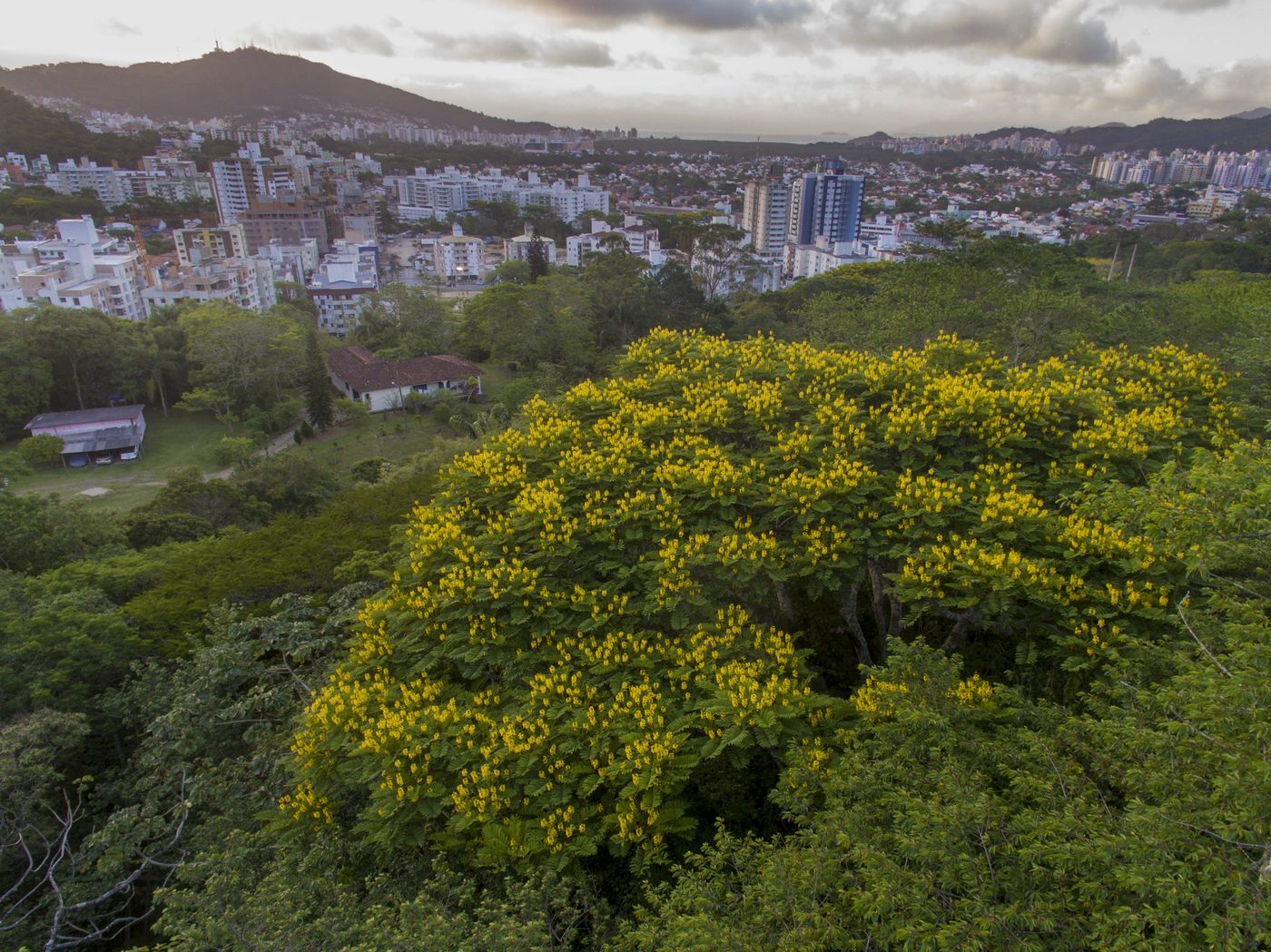 Garapuvus floridos no maciço da Costeira. Florianópolis, 7 de novembro de 2016.