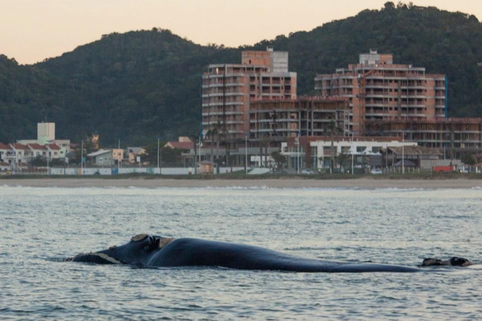 Baleia franca na Praia Brava. Itajaí.