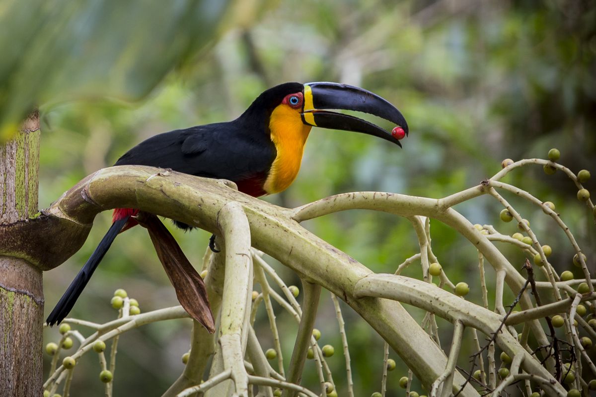 Tucano-de-bico-preto na mata atlântica do morro do Córrego Grande. Florianópolis, 4 de outubro de 2015.